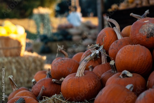 A Pumpkin Field at Dusk