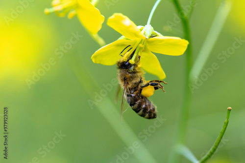 Bee and nectar