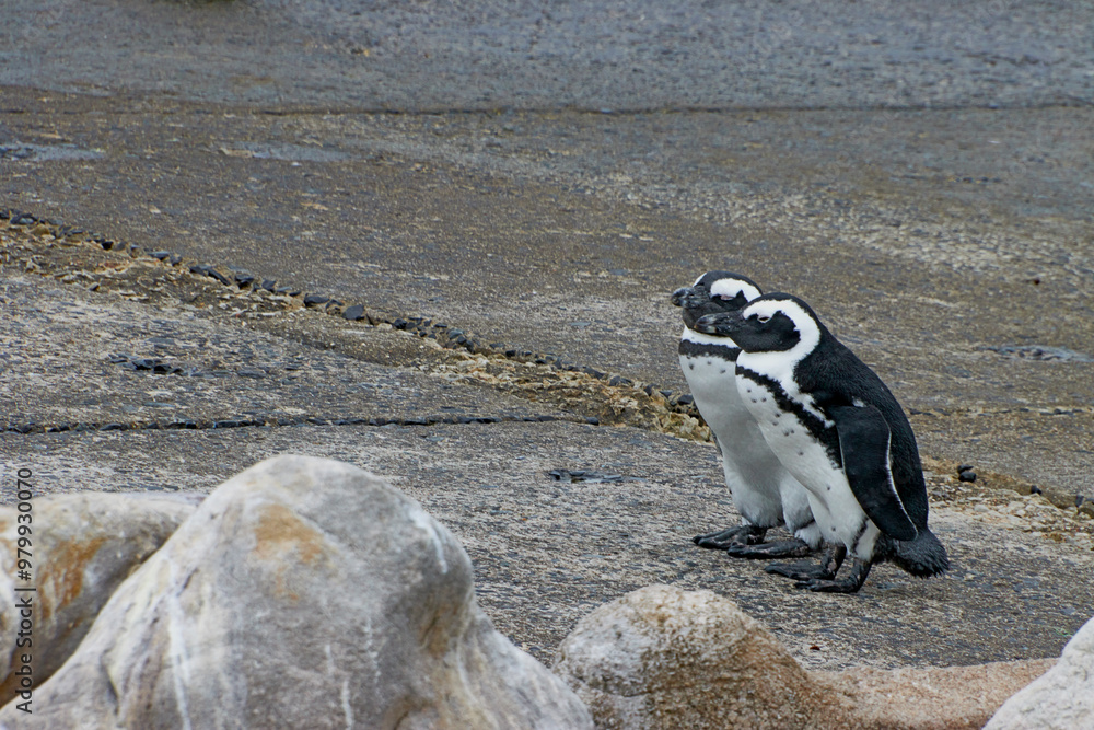 Fototapeta premium Eine Reise durch Südafrika. Pinguine an Betty's Bay
