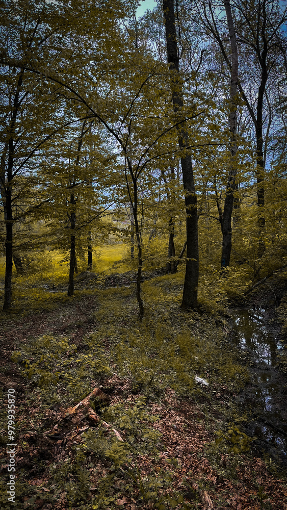 Fototapeta premium Peaceful Forest Scene with Sunlight Streaming Through Trees