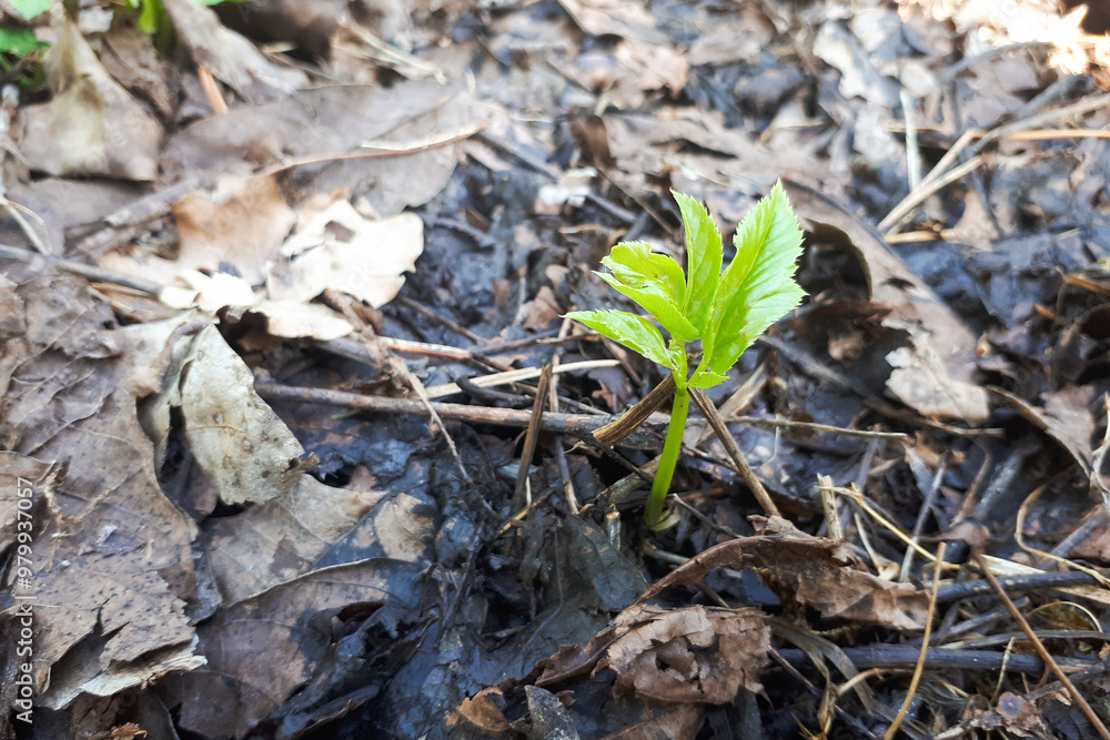 A small green sprout emerging from the dark, damp soil surrounded by dry leaves, symbolizing growth and renewal in nature. A small green sprout emerging from the dark, damp soil surrounded by dry leaves, symbolizing growth and renewal in nature.