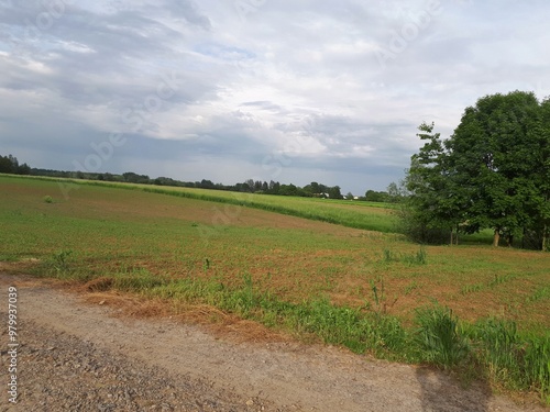 Scenic view of an expansive green field under a cloudy sky, showcasing rural tranquility and fertile land, perfect for agriculture or nature themes.