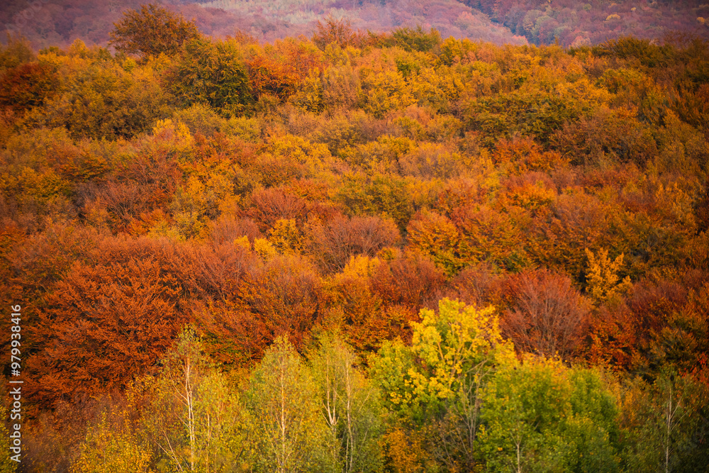 Autumn forest. Forest autumn landscape in sunny day. Orange fall leaves in park, autumn natural background. Orange autumn tree, red maple leaves in fall forest. Trees an autumnally colored. Autumn forest. Forest autumn landscape in sunny day. Orange fall leaves in park, autumn natural background. Orange autumn tree, red maple leaves in fall forest. Trees an autumnally colored.