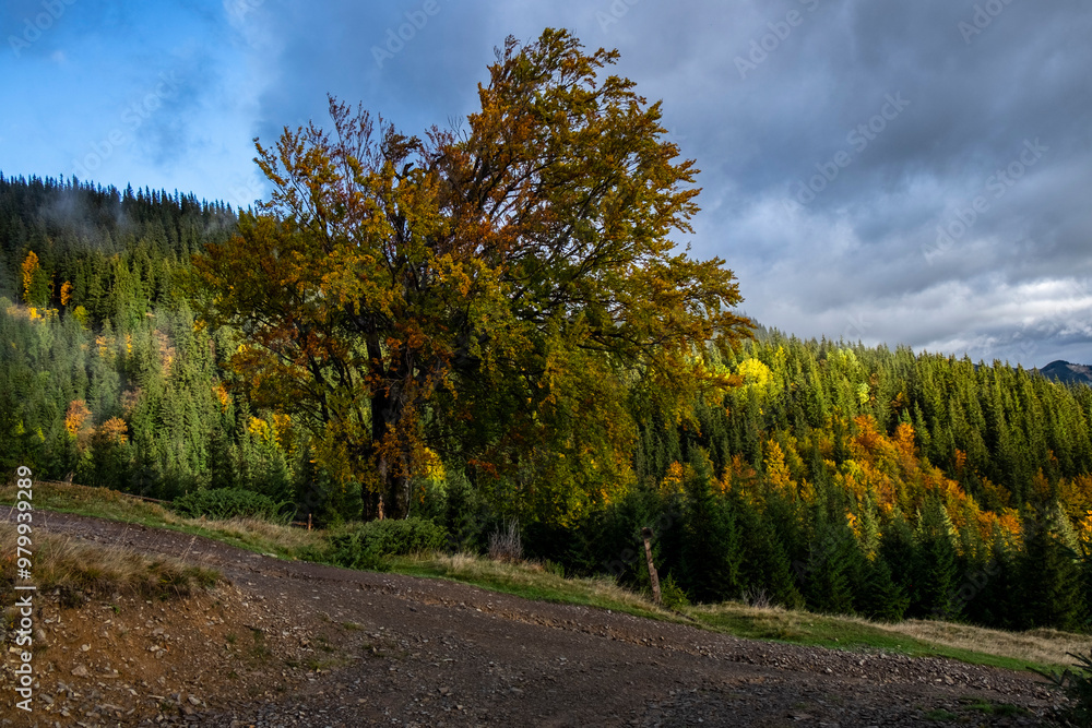 Golden Autumn in the Carpathians: Forests and Mountains Golden Autumn in the Carpathians: Forests and Mountains