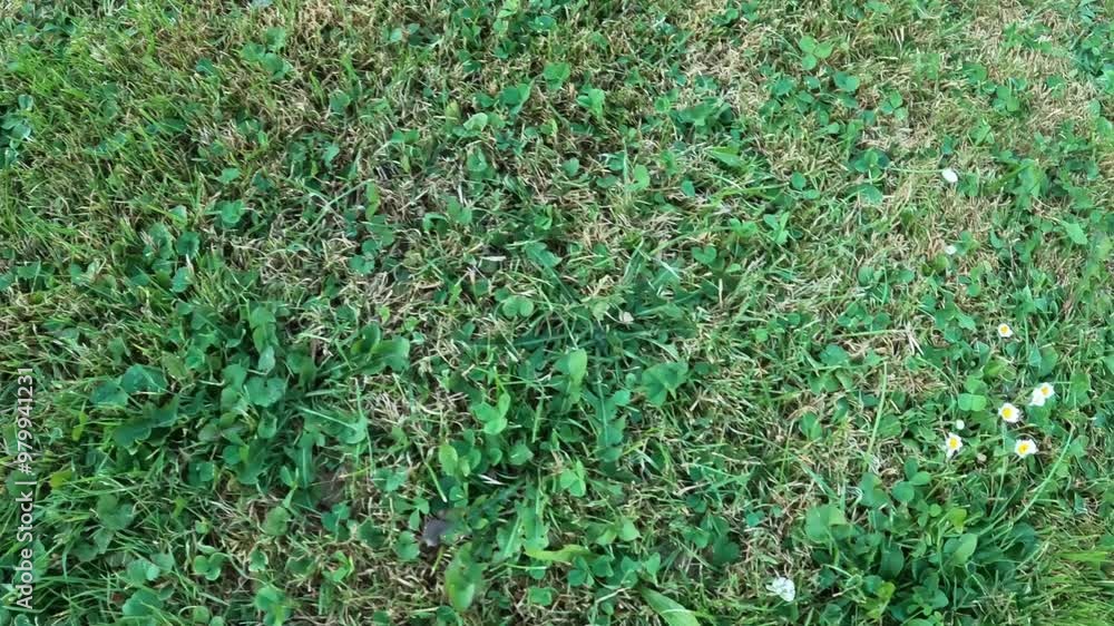 Green grass and shamrocks on the ground background. Green grass background Green grass and shamrocks on the ground background. Green grass background