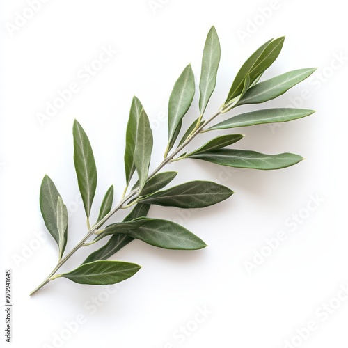 A fresh green leaf branch showcasing vibrant health and natural beauty, ideal for wellness and nature-themed backgrounds.