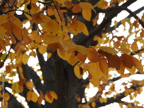 Herbstlaub an Baum