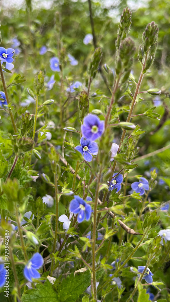Blue and purple wildflowers in a natural field Blue and purple wildflowers in a natural field