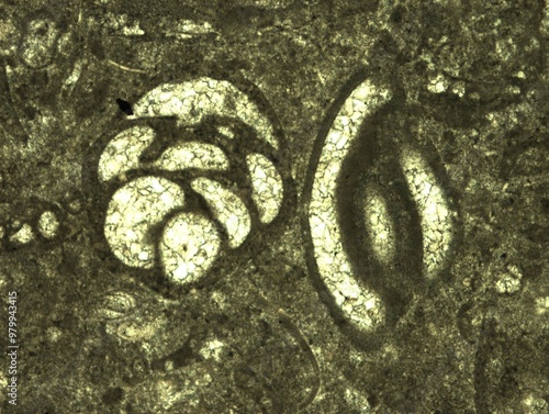 fossil microorganisms under the microscope. foraminifera, Carboniferous period