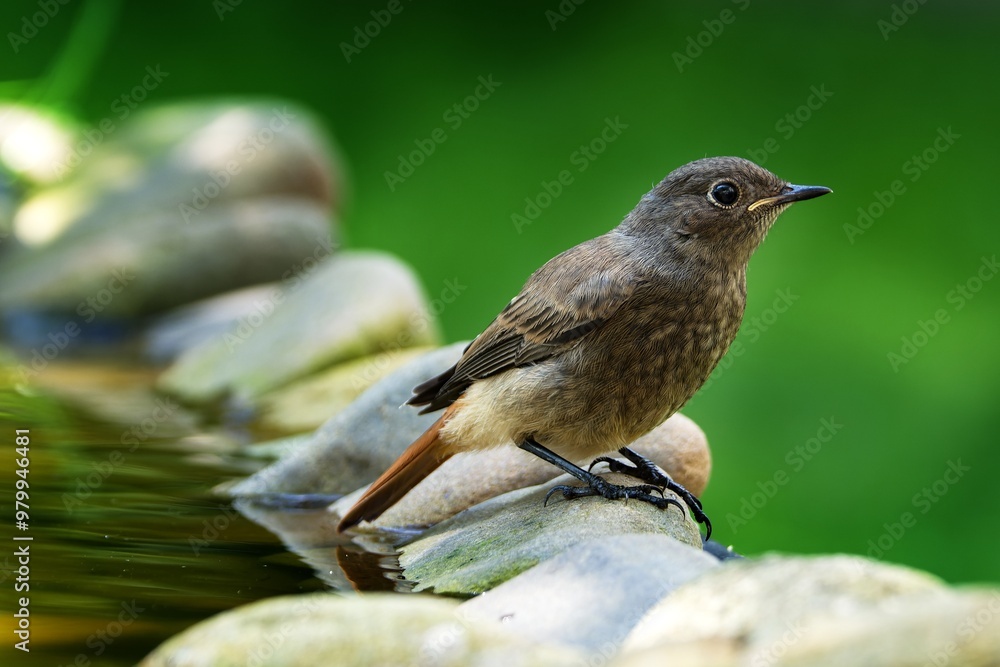 Obraz premium Young black redstart - Phoenicurus ochruros on stones near water. Czechia.