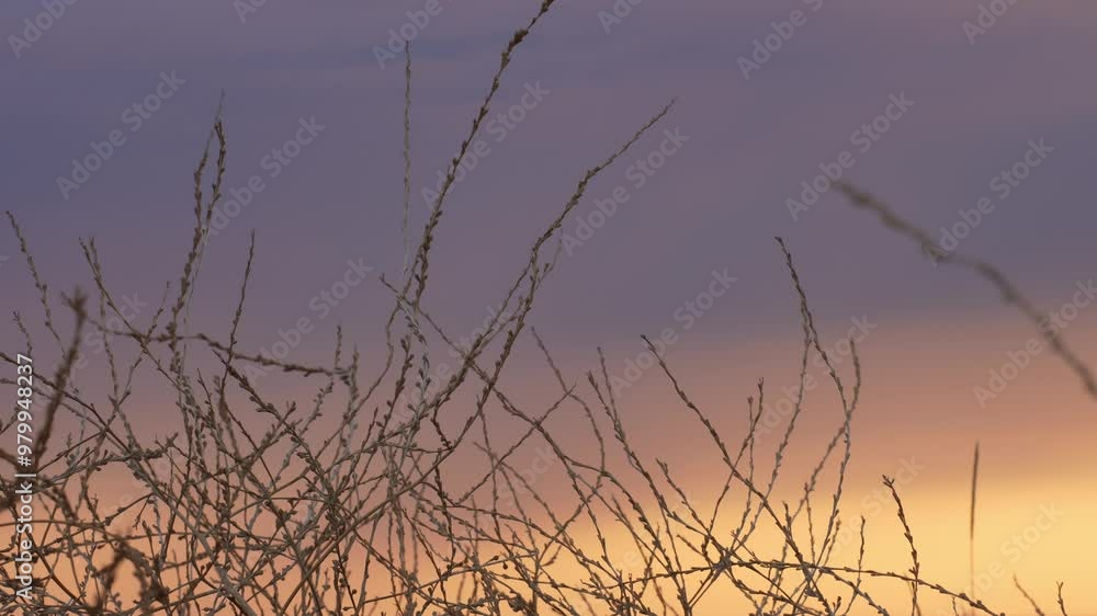 dry grass at purple sunset dry grass at purple sunset