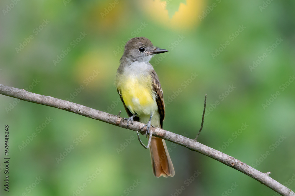 Obraz premium Great Crested Flycatcher 04