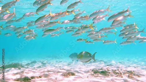 Banc de poissons dans une eau turquoise d'un lagon de l'île de la Réunion