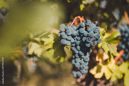Blaue, reife Trauben in einem Weingarten im Burgenland, Region Neusiedlersee, Österreich