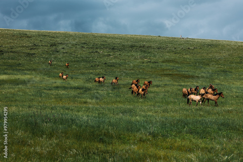 A herd of horses runs along the green slope of the mountain. Horses on the background of the mountain and the sky. A herd of wild horses. Horses graze on a green pasture. Copy space photo