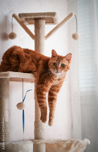 Photos cat in a basket