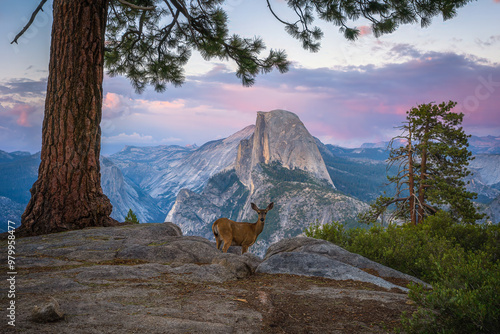 deer infront of half dome at sunset at glacier point in yosemite national park, california
