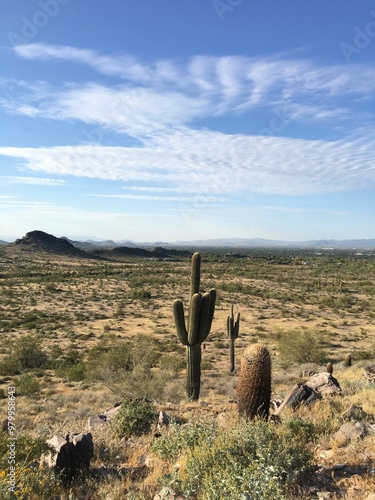 cactus in the desert