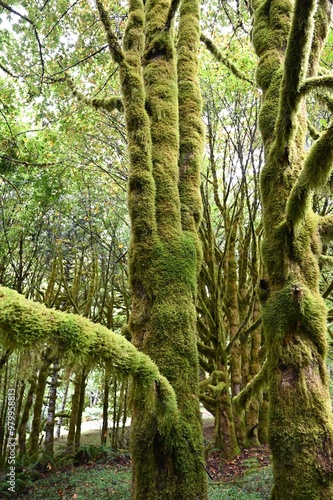 Rainforest in the morning