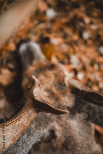 Wallpaper Mural Antler detail Torontodigital.ca