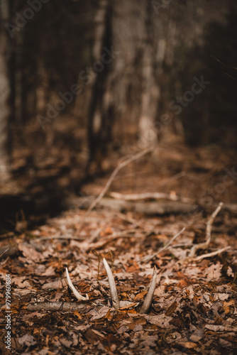 Wallpaper Mural Whitetail antler Torontodigital.ca