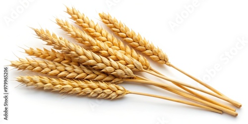 Golden Wheat Spikes on White Background, Wheat, Grain, Agriculture