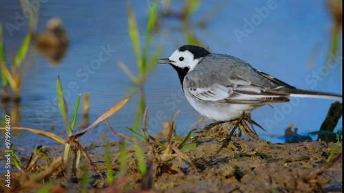 White Wagtail (Motacilla alba)