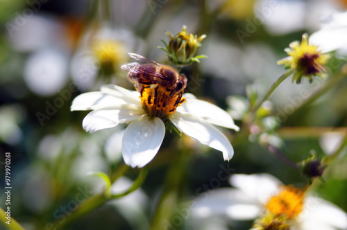 Bidens ferulifolia 