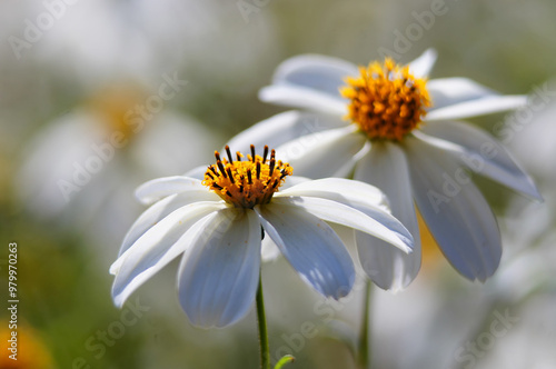 Bidens ferulifolia 