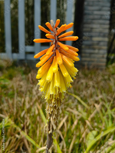 beautiful Aloe Vera flower with white background photo