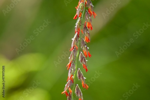 Flowers of sideoats grama, Bouteloua curtipendula