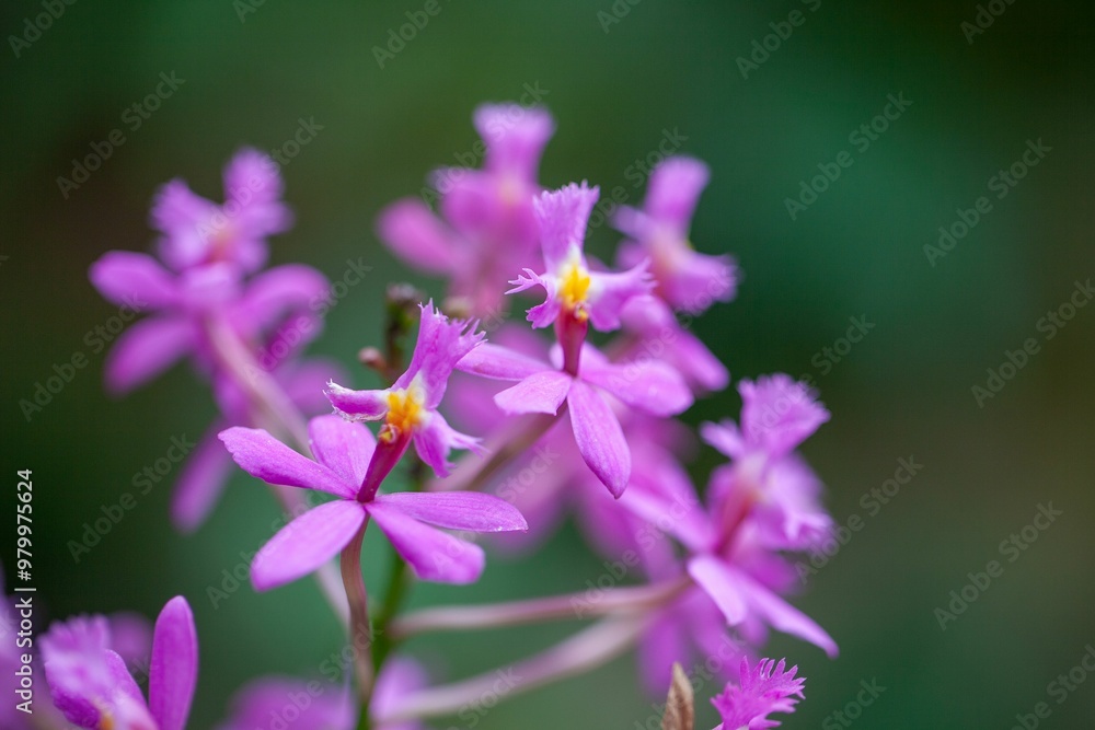 The crucifix orchid Epidendrum secundum The crucifix orchid Epidendrum secundum