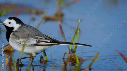 White Wagtail (Motacilla alba)