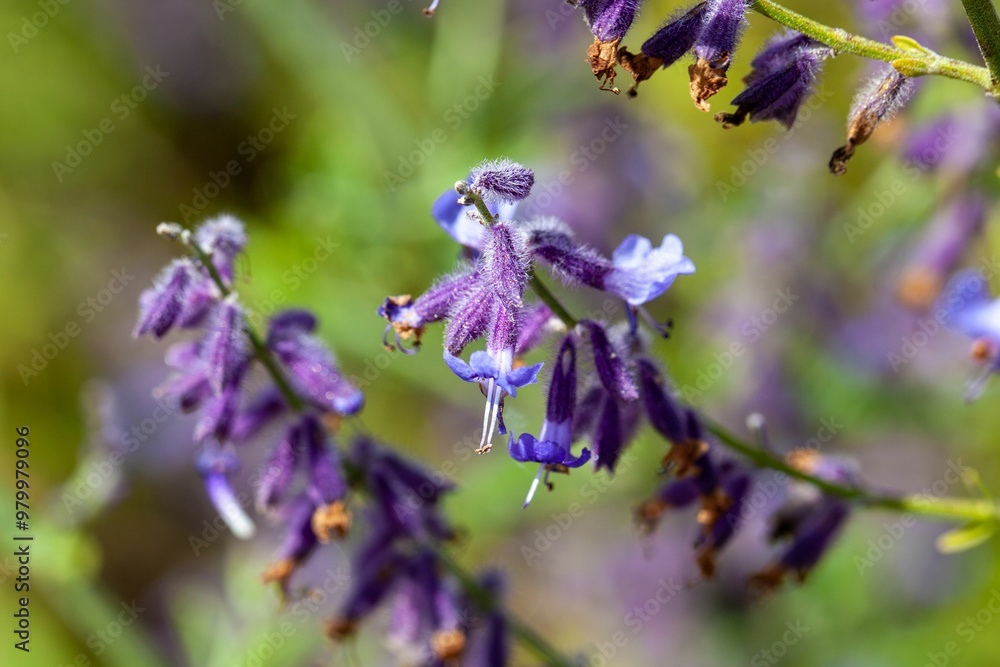 Fototapeta premium Blossoms of Perovskia abrotanoides