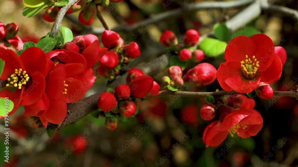 Warm shot of red Begonia wrinkled papaya flowers Warm shot of red Begonia wrinkled papaya flowers