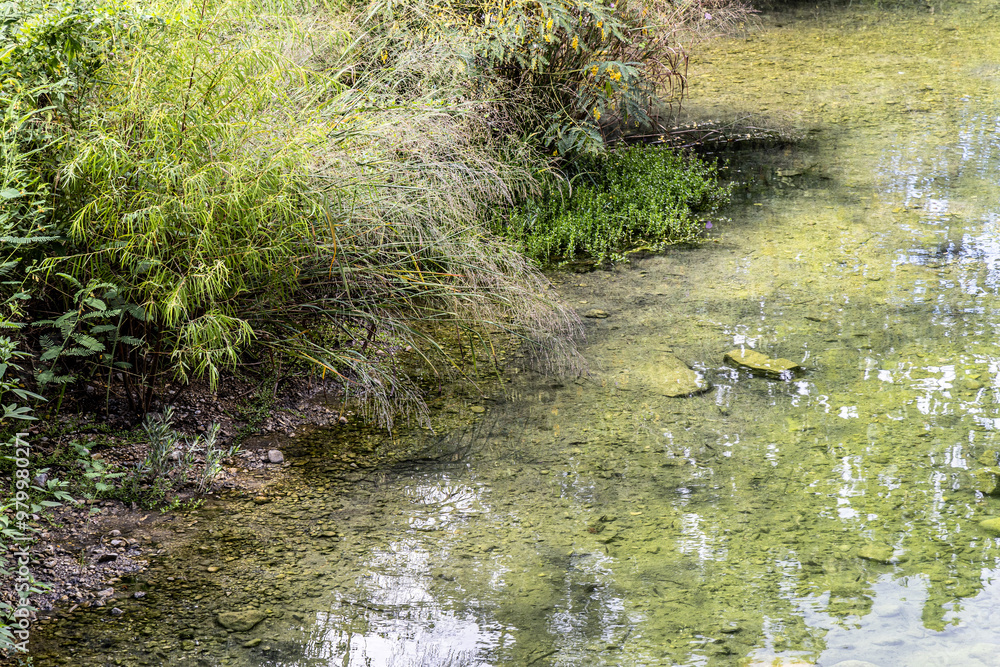 Obraz premium small pond in the forest