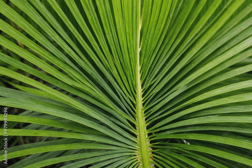 Obraz premium abstract palm branch texture background