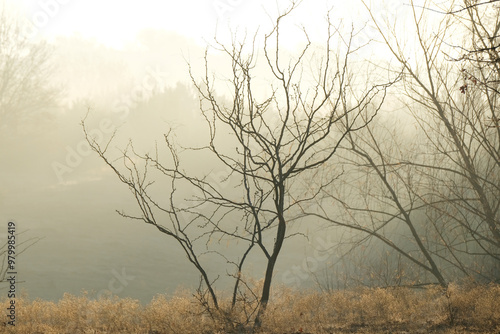 Wallpaper Mural Fog weather over calm Texas countryside in landscape. Torontodigital.ca