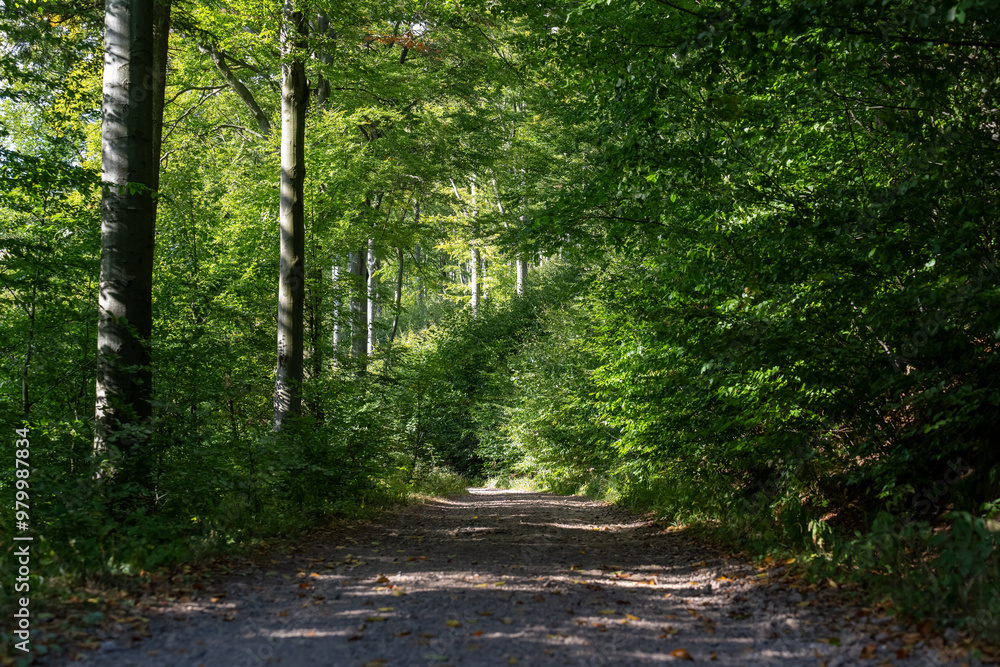 Fototapeta premium Beautiful forest trail winding through the shade of lush green trees, creating a serene and minimalistic forest landscape. Perfect for nature lovers and peaceful walks in the woods. . High quality