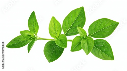   A close-up of a plant's branch with green leaves on a white background, including clipping path