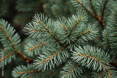 silver spruce closeup , macro photography