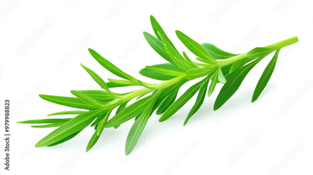 A white background with a green clip-path of leaves at the top A white background with a green clip-path of leaves at the top