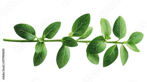   A leafy branch on a white backdrop with a text/image clipping zone