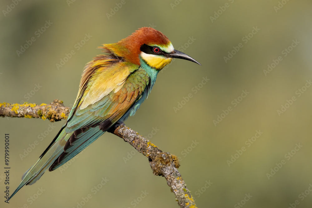 bee-eaters on a beautiful background in a natural environment bee-eaters on a beautiful background in a natural environment