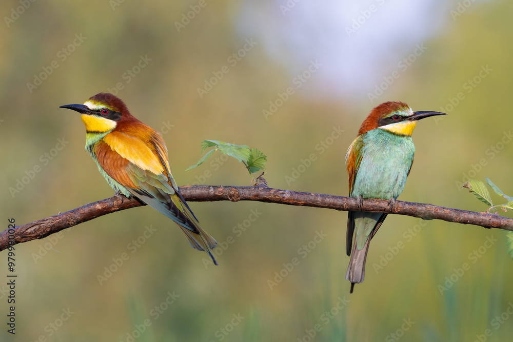 bee-eaters on a beautiful background in a natural environment bee-eaters on a beautiful background in a natural environment