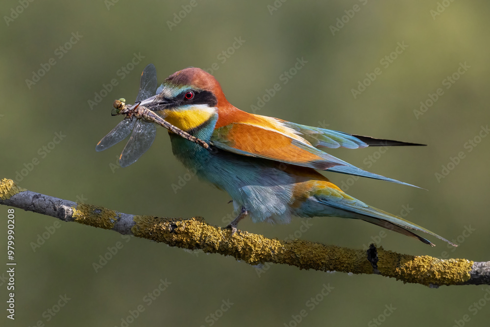 Obraz premium bee-eaters on a beautiful background in a natural environment