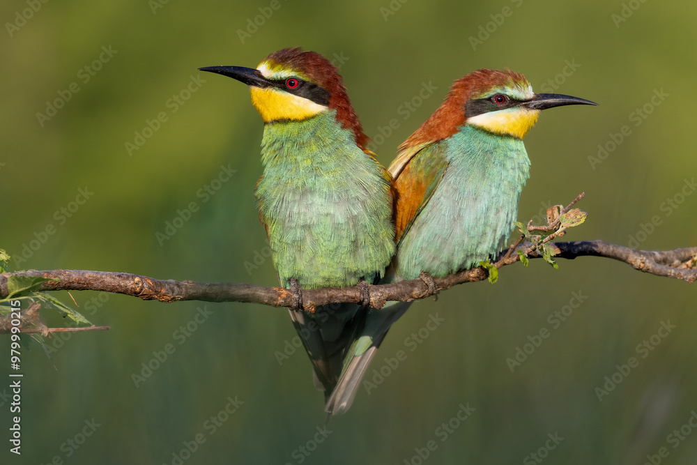 bee-eaters on a beautiful background in a natural environment bee-eaters on a beautiful background in a natural environment