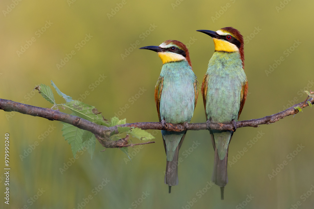 Fototapeta premium bee eater perched on branch