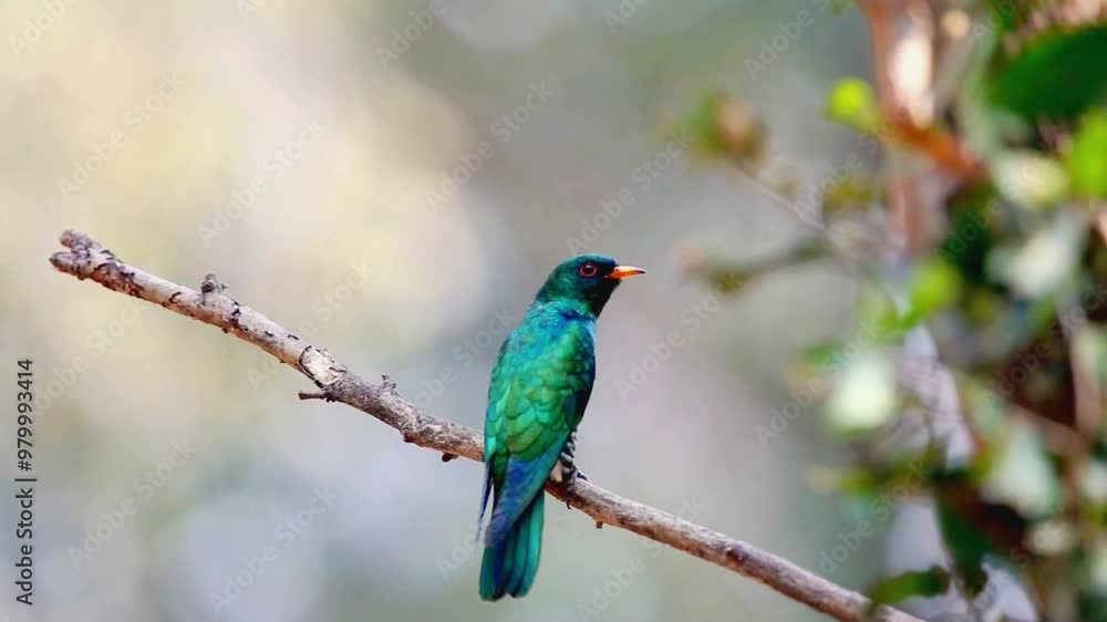Asian Emerald Cuckoo (Chrysococcyx maculatus) Asian Emerald Cuckoo (Chrysococcyx maculatus)