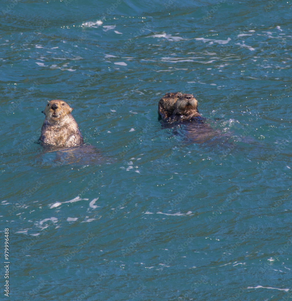Fototapeta premium Sea Otters - Kenai Fjords National Park 008